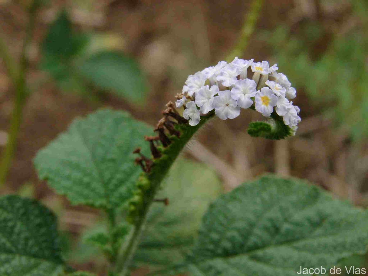 Heliotropium indicum L.